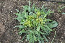 Load image into Gallery viewer, Barestem Biscuitroot Plot (Lomatium nudicaule)
