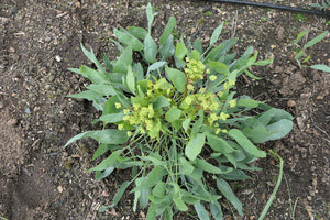 Barestem Biscuitroot Plot (Lomatium nudicaule)