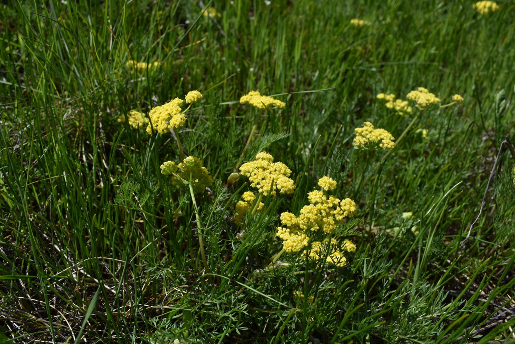 spring gold (Lomatium utriculatum)