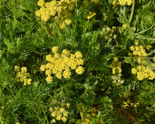Load image into Gallery viewer, spring gold (Lomatium utriculatum)
