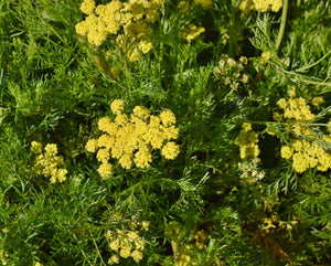 spring gold (Lomatium utriculatum)