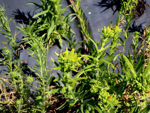 Mountain or Clustered Tarweed Plot (Madia glomerata)