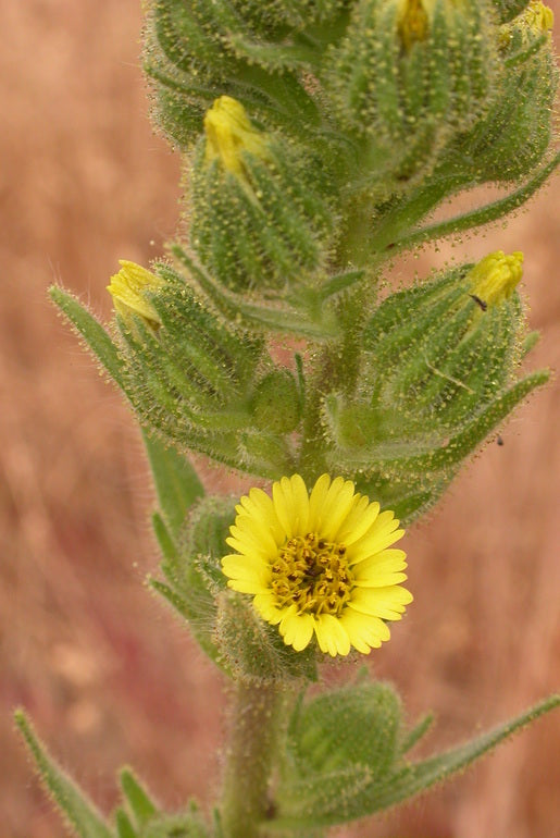 tarweed, coast (Madia sativa)