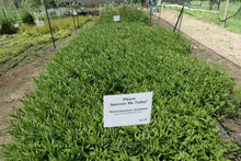 Load image into Gallery viewer, Starry False Solomon&#39;s Seal Plot (Maianthemum stellatum)
