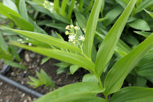 Load image into Gallery viewer, Starry False Solomon&#39;s Seal Plot (Maianthemum stellatum)
