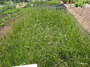 Alaska Onion Grass (Melica subulata)
