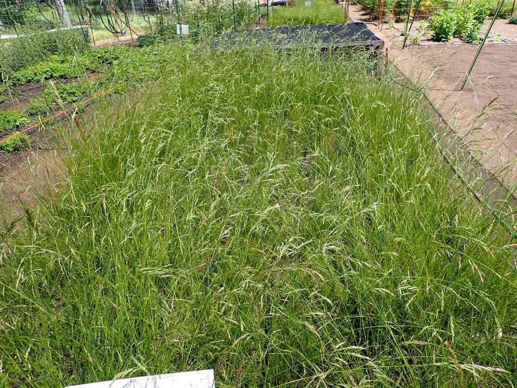 Alaska Onion Grass (Melica subulata)