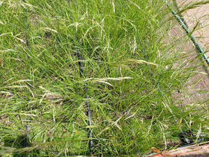 Alaska Onion Grass (Melica subulata)