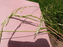 Load image into Gallery viewer, Alaska Onion Grass (Melica subulata)
