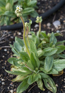 saxifrage, Oregon (Micranthes oregana)