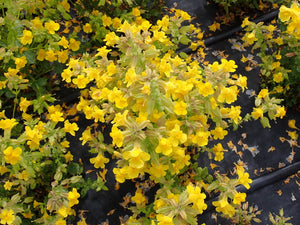 Yellow Monkeyflower Plot (Erythranthe guttata)