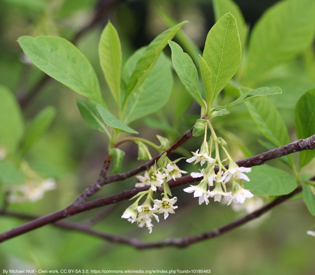 osoberry (Oemlaria cerasiformis)