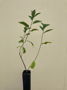 osoberry (Oemlaria cerasiformis)