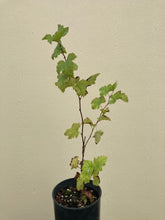 Load image into Gallery viewer, ninebark, Pacific (Physocarpus capitatus)
