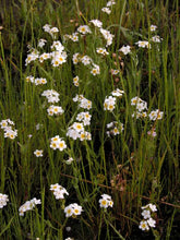 Load image into Gallery viewer, popcorn flower, fragrant (Plagiobothrys figuratus)
