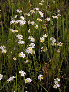 popcorn flower, fragrant (Plagiobothrys figuratus)