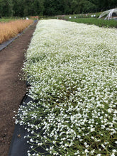 Load image into Gallery viewer, popcorn flower, fragrant (Plagiobothrys figuratus)
