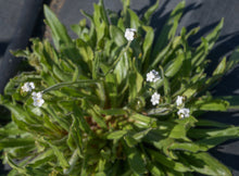 Load image into Gallery viewer, popcorn flower, rusty (Plagiobothrys nothofulvus)
