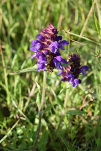 heal all, native (Prunella vulgaris var. lanceolata)