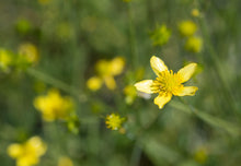 Load image into Gallery viewer, Western Buttercup Plot (Ranunculus occidentalis var. occidentalis)
