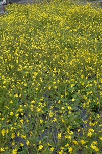 Western Buttercup Plot (Ranunculus occidentalis var. occidentalis)