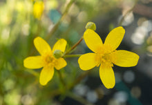 Load image into Gallery viewer, Swamp or Straight-beaked Buttercup Plot (Ranunculus orthorhynchus var. orthorhynchus)
