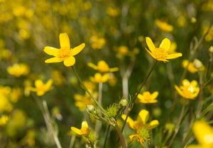 Swamp or Straight-beaked Buttercup Plot (Ranunculus orthorhynchus var. orthorhynchus)