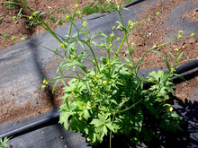 Load image into Gallery viewer, Woodland or Little Buttercup Plot (Ranunculus uncinatus)
