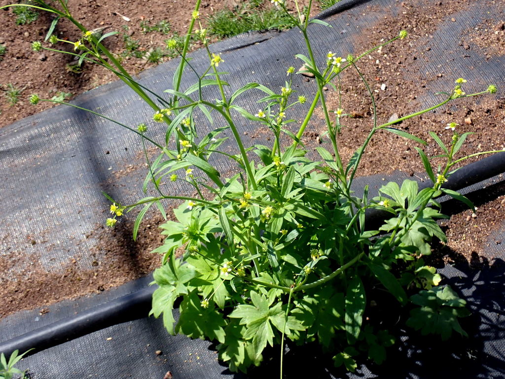 Woodland or Little Buttercup Plot (Ranunculus uncinatus)