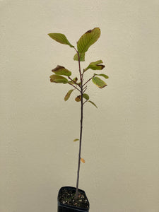cascara (Rhamnus purshiana)