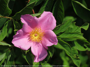 rose, cluster (Rosa pisocarpa)
