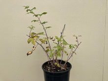 Load image into Gallery viewer, raspberry, black-cap (Rubus leucodermis)

