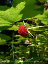 Load image into Gallery viewer, thimbleberry (Rubus parviflorus)
