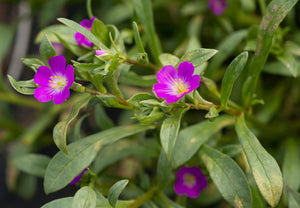 Red Maids Plot (Calandrinia ciliata)