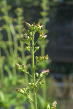 Load image into Gallery viewer, Lanceleaf Figwort Plot (Scrophularia lanceolata)
