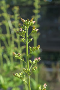 Lanceleaf Figwort Plot (Scrophularia lanceolata)