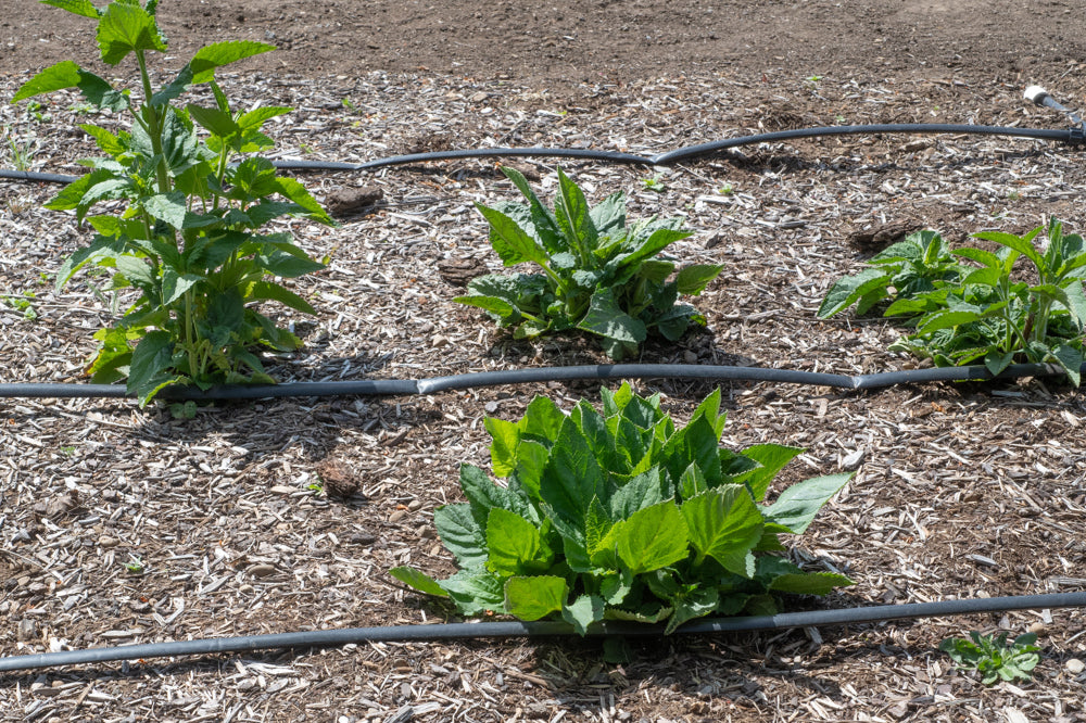 Lanceleaf Figwort Plot (Scrophularia lanceolata)