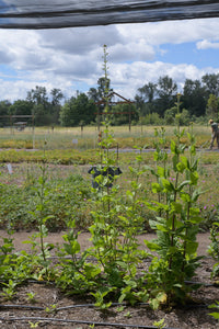 Lanceleaf Figwort Plot (Scrophularia lanceolata)