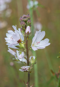 sidalcea, meadow (Sidalcea campestris)