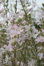Load image into Gallery viewer, sidalcea, meadow (Sidalcea campestris)
