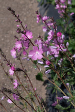 Load image into Gallery viewer, sidalcea, rose (Sidalcea virgata)
