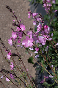 sidalcea, rose (Sidalcea virgata)