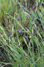Load image into Gallery viewer, Idaho blue-eyed grass (Sisyrinchium idahoense)
