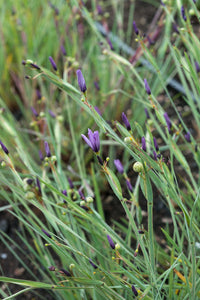 Idaho blue-eyed grass (Sisyrinchium idahoense)