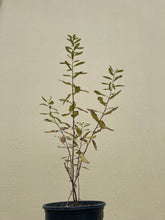 Load image into Gallery viewer, spirea, Douglas (Spiraea douglasii)
