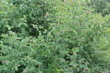Load image into Gallery viewer, snowberry, common (Symphoricarpos albus)
