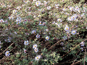 aster, Douglas' (Symphyotrichum subspicatum)