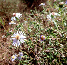 Load image into Gallery viewer, Douglas&#39; Aster Plot (Symphyotrichum subspicatum)
