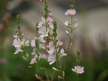 Load image into Gallery viewer, sidalcea, meadow (Sidalcea campestris)

