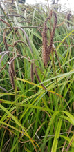 Load image into Gallery viewer, Slough Sedge Plot (Carex obnupta)
